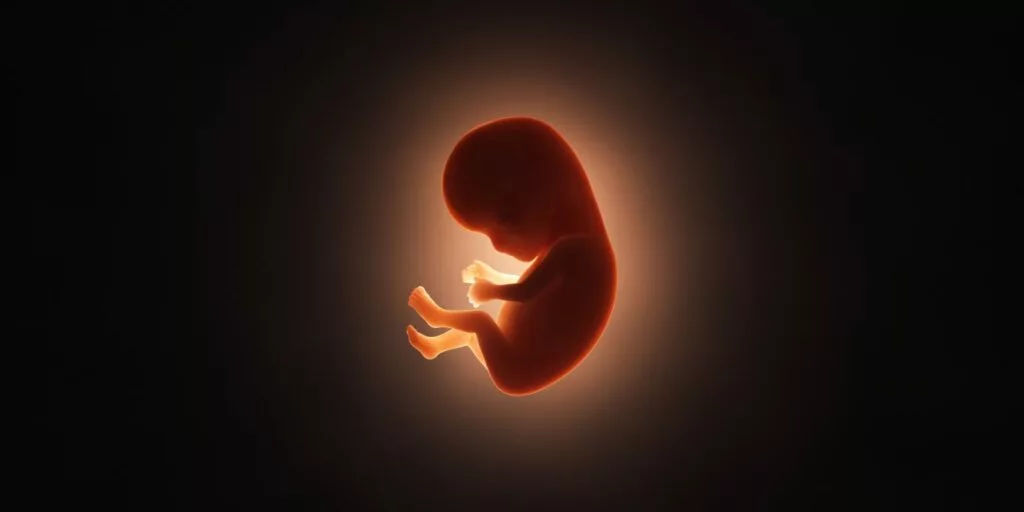 ساخت جنین با سلول بنیادی